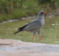 /album/photogallery/dark-chanting-goshawk-2-jpg/
